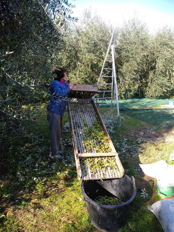 Appartamento Il Brolo Polpenazze del Garda Esterno foto